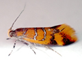 Promalactis procerella